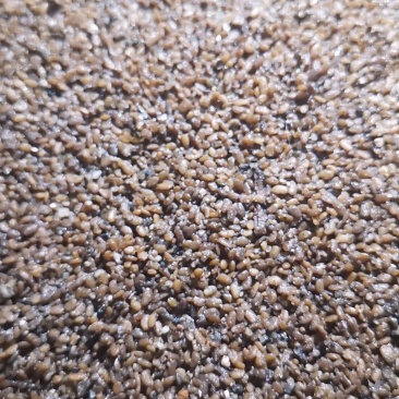 长白山野生刺老芽刺嫩芽种子，纯野生更纯更好