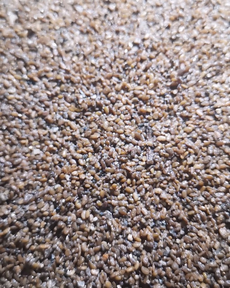 长白山野生刺老芽刺嫩芽种子，纯野生更纯更好