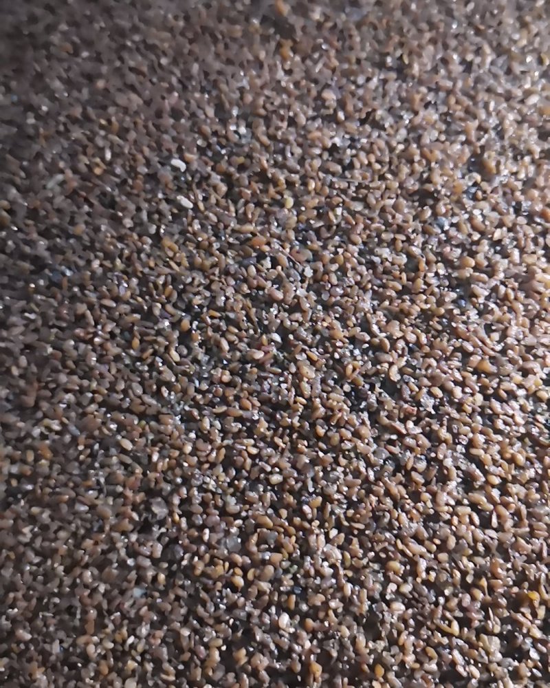 长白山野生刺老芽刺嫩芽种子，纯野生更纯更好