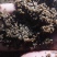 长白山野生刺老芽刺嫩芽种子，纯野生更纯更好