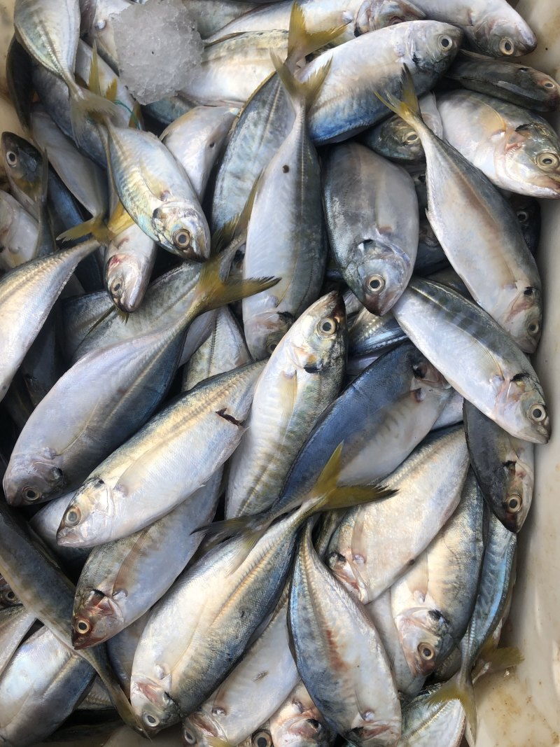 黄尾鱼干海鲜干货北海海味特产咸鱼干肉厚少刺黄尾鱼干厂