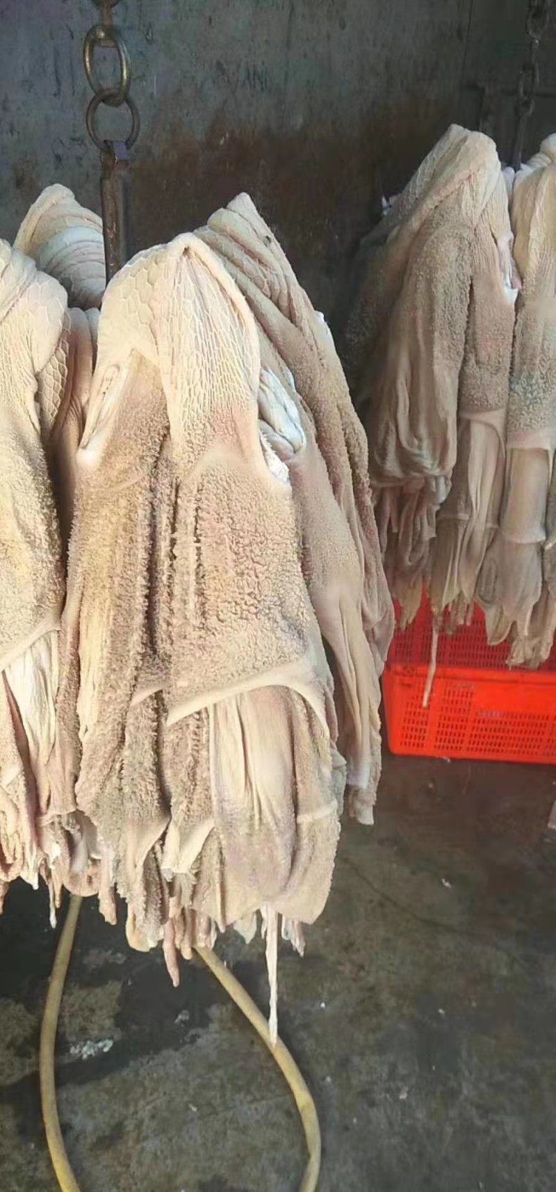免洗羊肚，羊肚半成品，水褪净肚，可直接制成美味