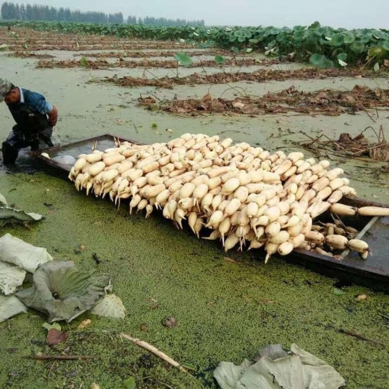 莲藕种苗食用巨无霸南斯拉夫高产莲藕种苗浅水深水莲藕种苗