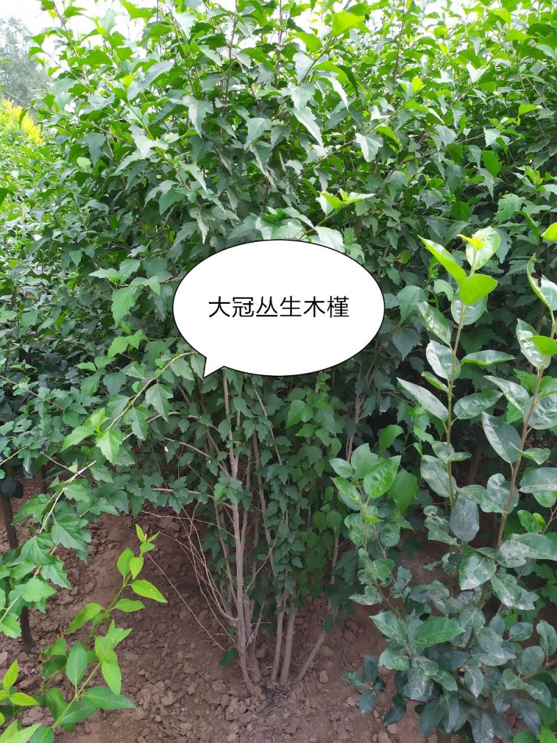 供应，大灌丛生木槿高度2米冠幅150