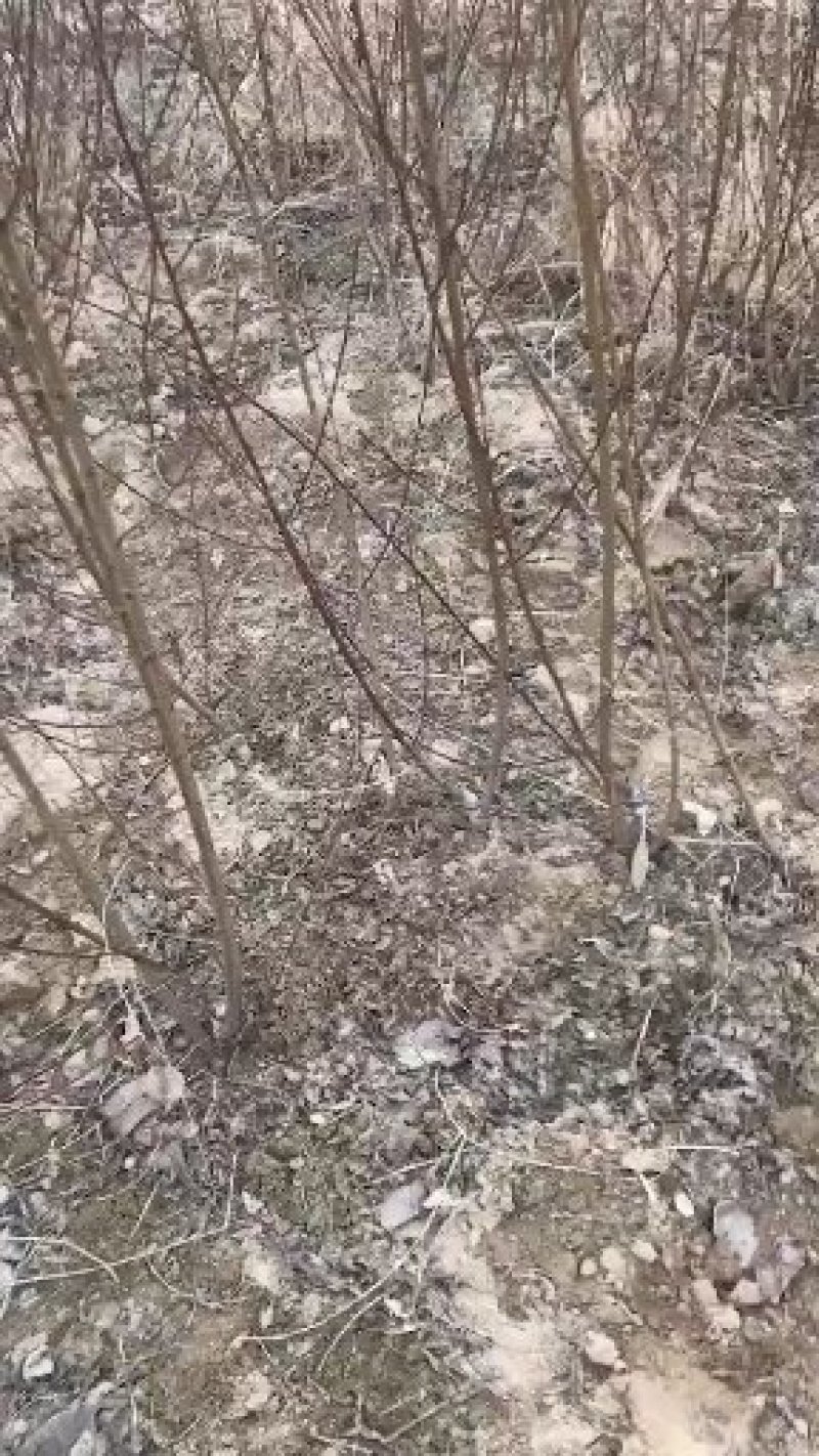 优质⭐️安徽砀山梨苗，现挖现装