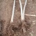 各个规格的精品核桃树苗（1-6）公分有量。