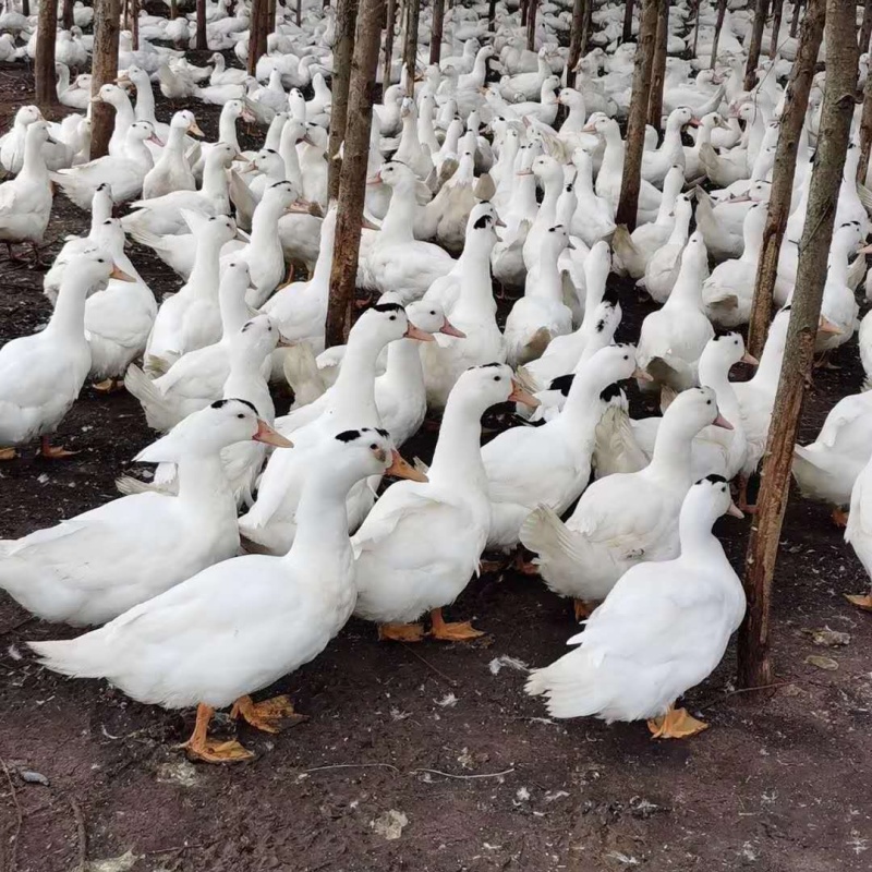 一点头鸭苗孵化厂直销
