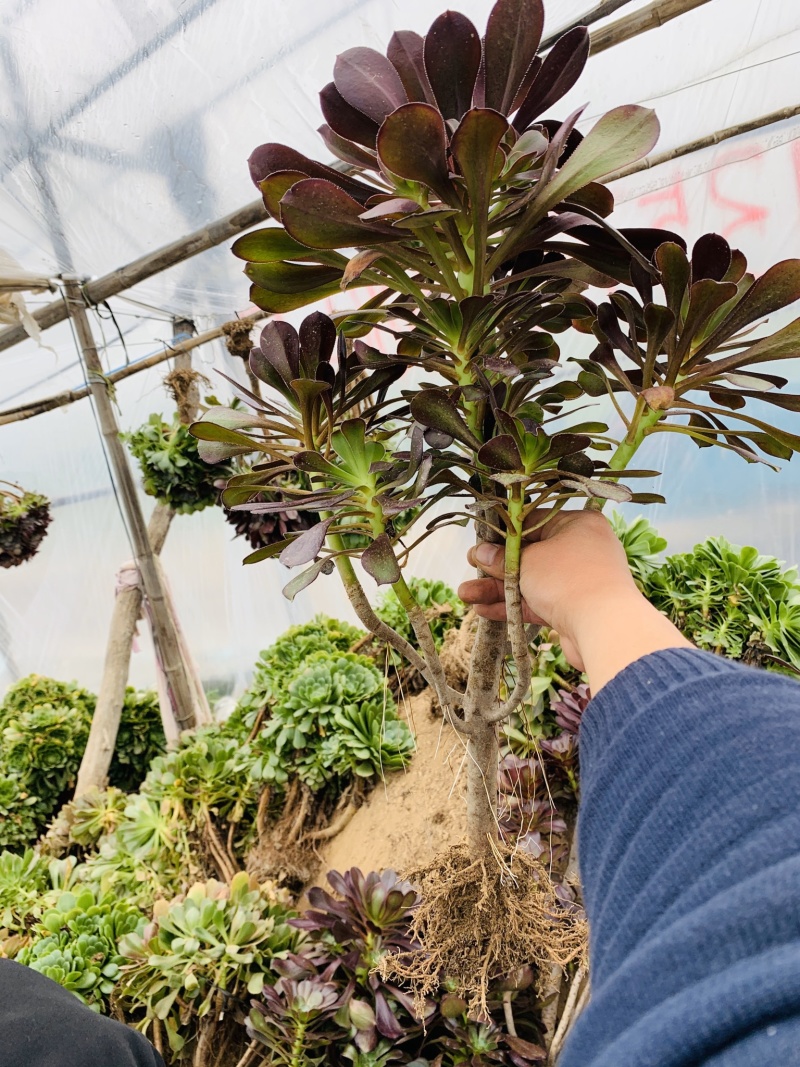 老桩多肉植物法师圆叶墨法师，尺寸大状态好花型周正！
