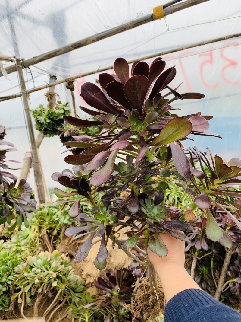 老桩多肉植物法师圆叶墨法师，尺寸大状态好花型周正！