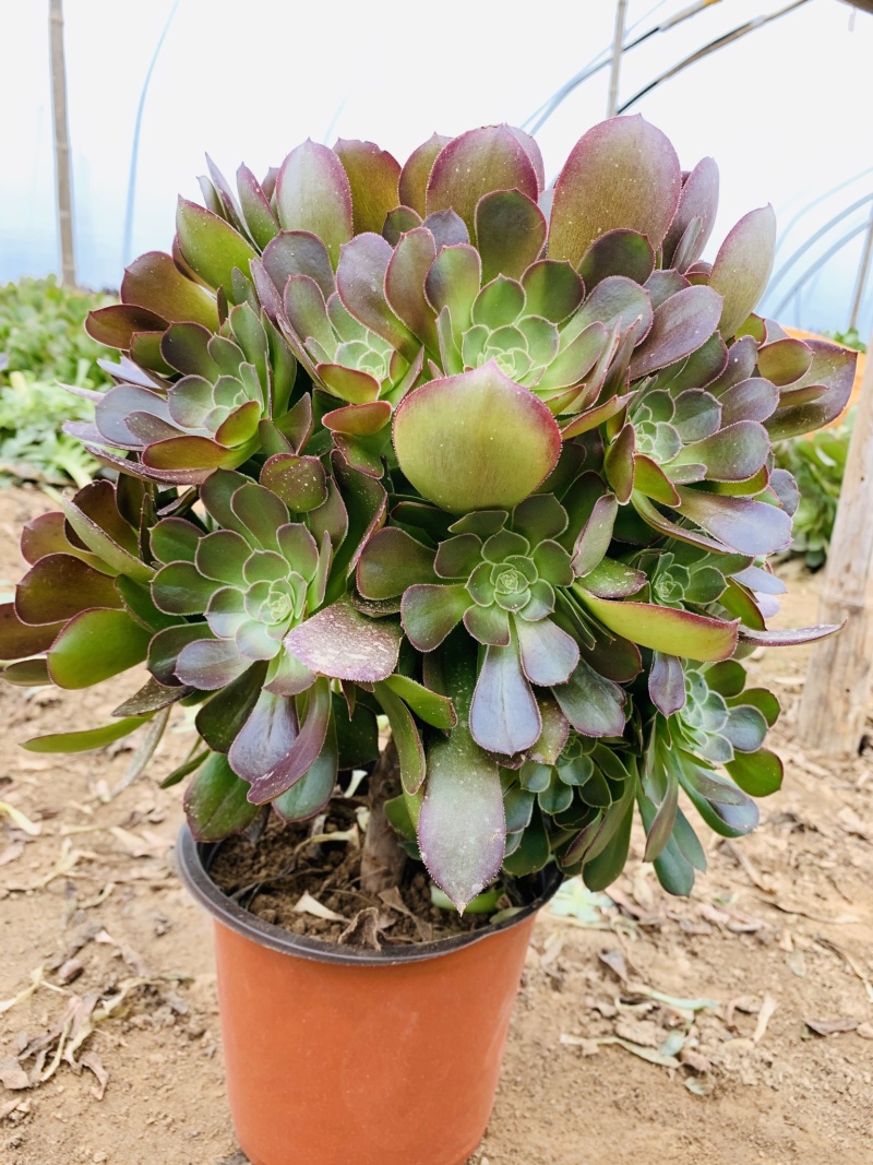 老桩多肉植物法师圆叶墨法师，尺寸大状态好花型周正！