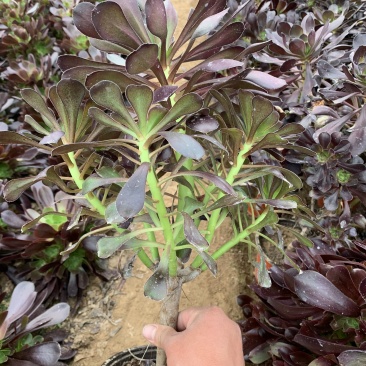 老桩多肉植物法师圆叶墨法师，尺寸大状态好花型周正！