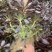 老桩多肉植物法师圆叶墨法师，尺寸大状态好花型周正！