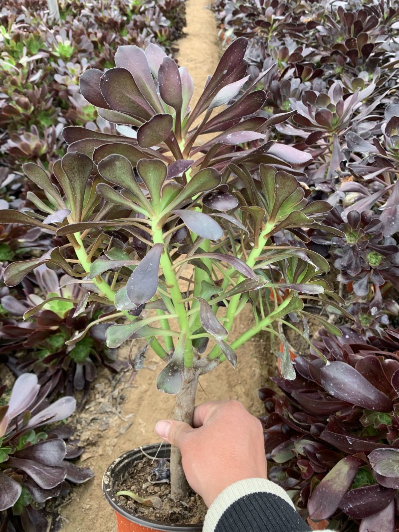 老桩多肉植物法师圆叶墨法师，尺寸大状态好花型周正！