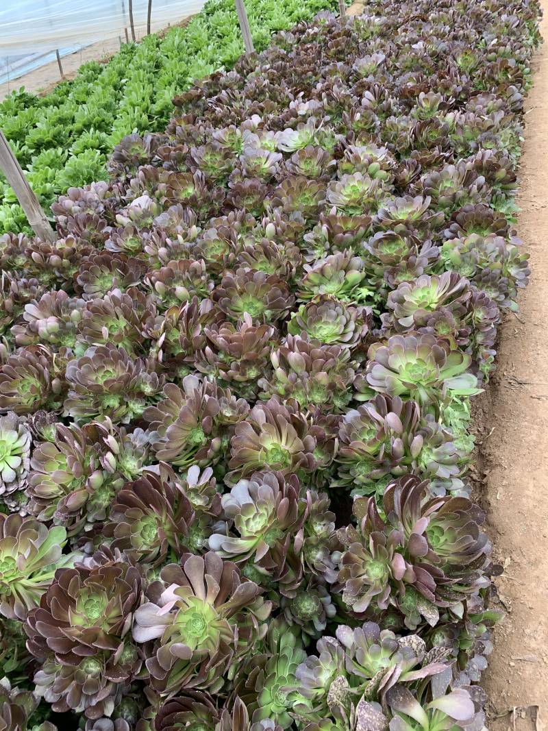 老桩多肉植物法师圆叶墨法师，尺寸大状态好花型周正！