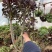 老桩多肉植物法师圆叶墨法师，尺寸大状态好花型周正！