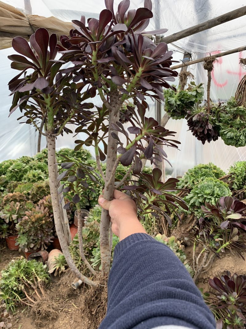 老桩多肉植物法师圆叶墨法师，尺寸大状态好花型周正！