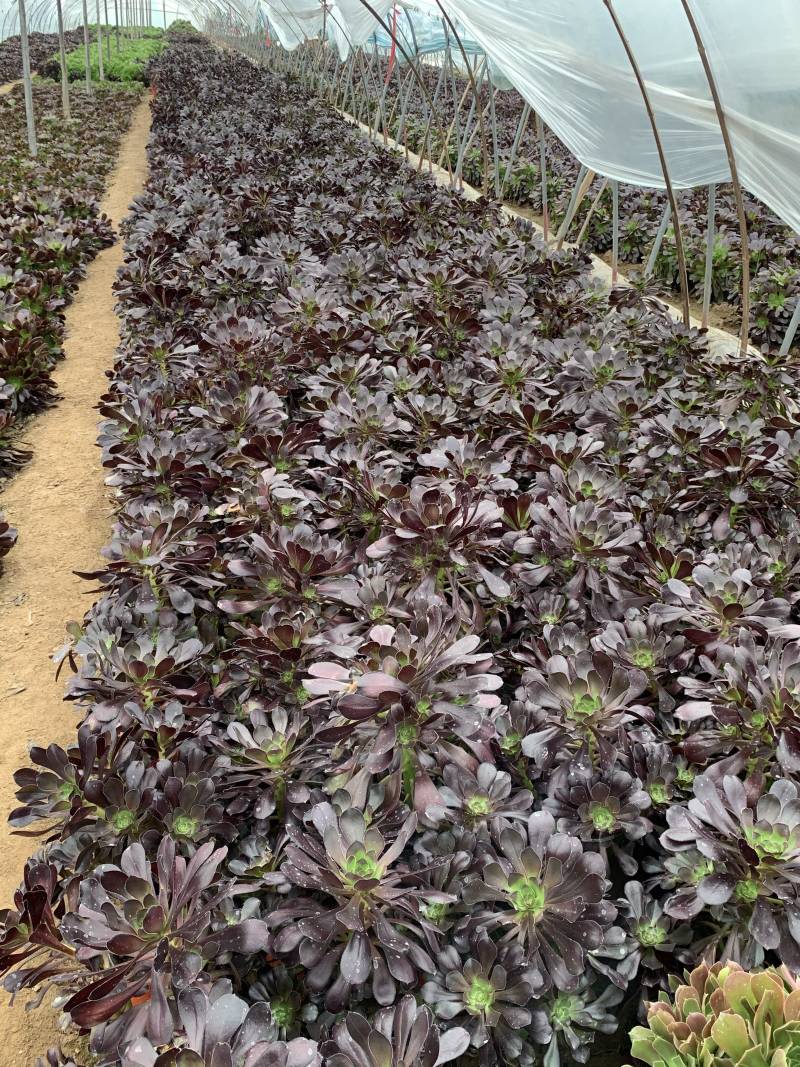 老桩多肉植物法师圆叶墨法师，尺寸大状态好花型周正！