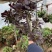 老桩多肉植物法师圆叶墨法师，尺寸大状态好花型周正！