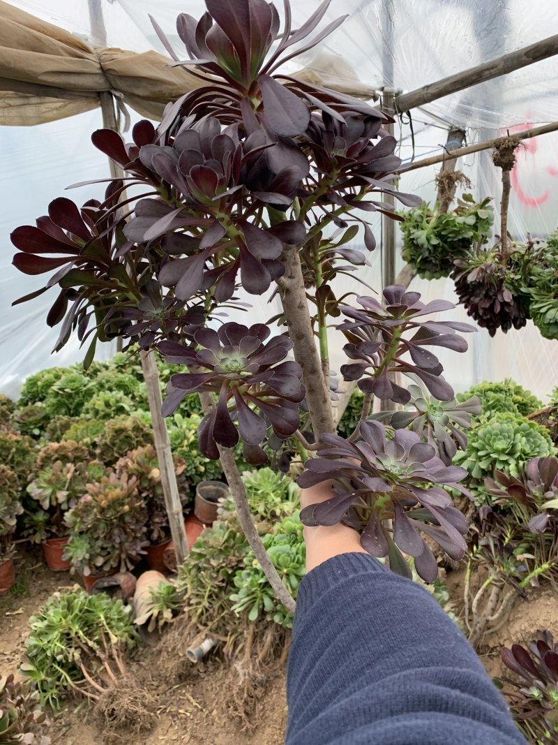 老桩多肉植物法师圆叶墨法师，尺寸大状态好花型周正！