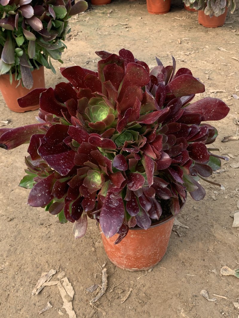 老桩多肉植物法师圆叶墨法师，尺寸大状态好花型周正！