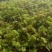 长白山野生刺老芽刺嫩芽种子，纯野生更纯更好