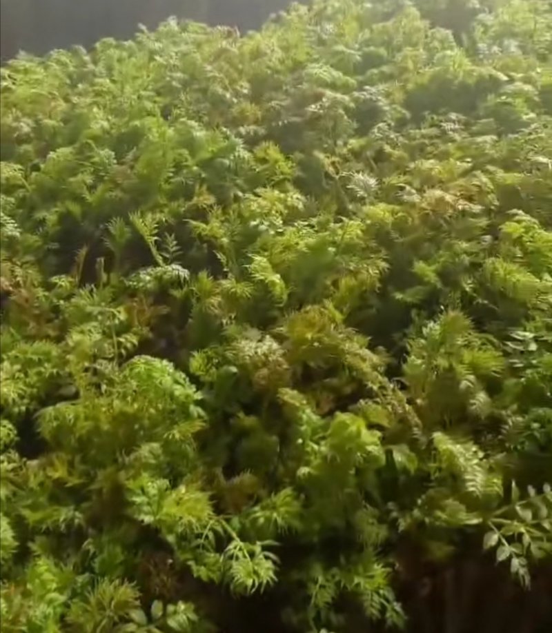 长白山野生刺老芽刺嫩芽种子，纯野生更纯更好