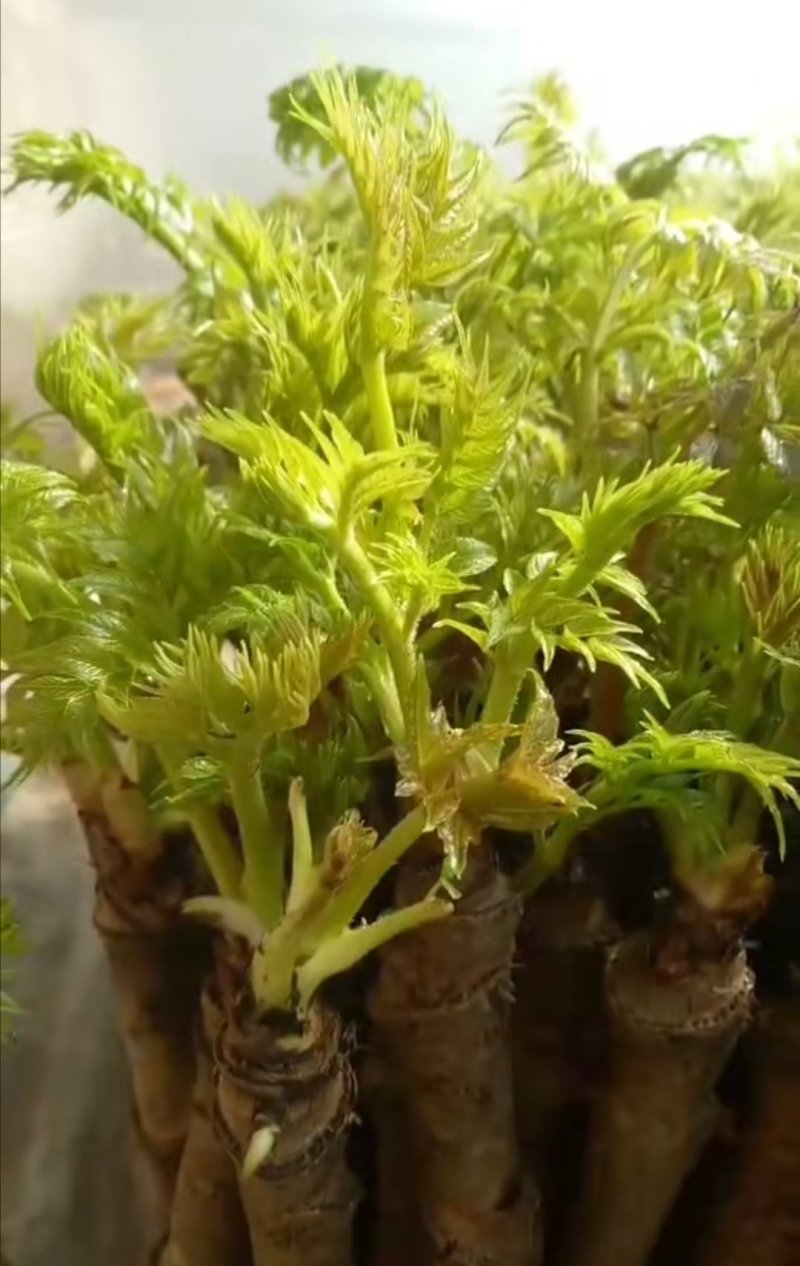 长白山野生刺老芽刺嫩芽种子，纯野生更纯更好
