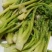 长白山野生刺老芽刺嫩芽种子，纯野生更纯更好