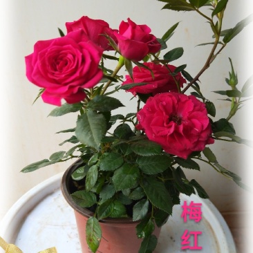 云南基地盆花月季钻石玫瑰欧月玫瑰丰花月季