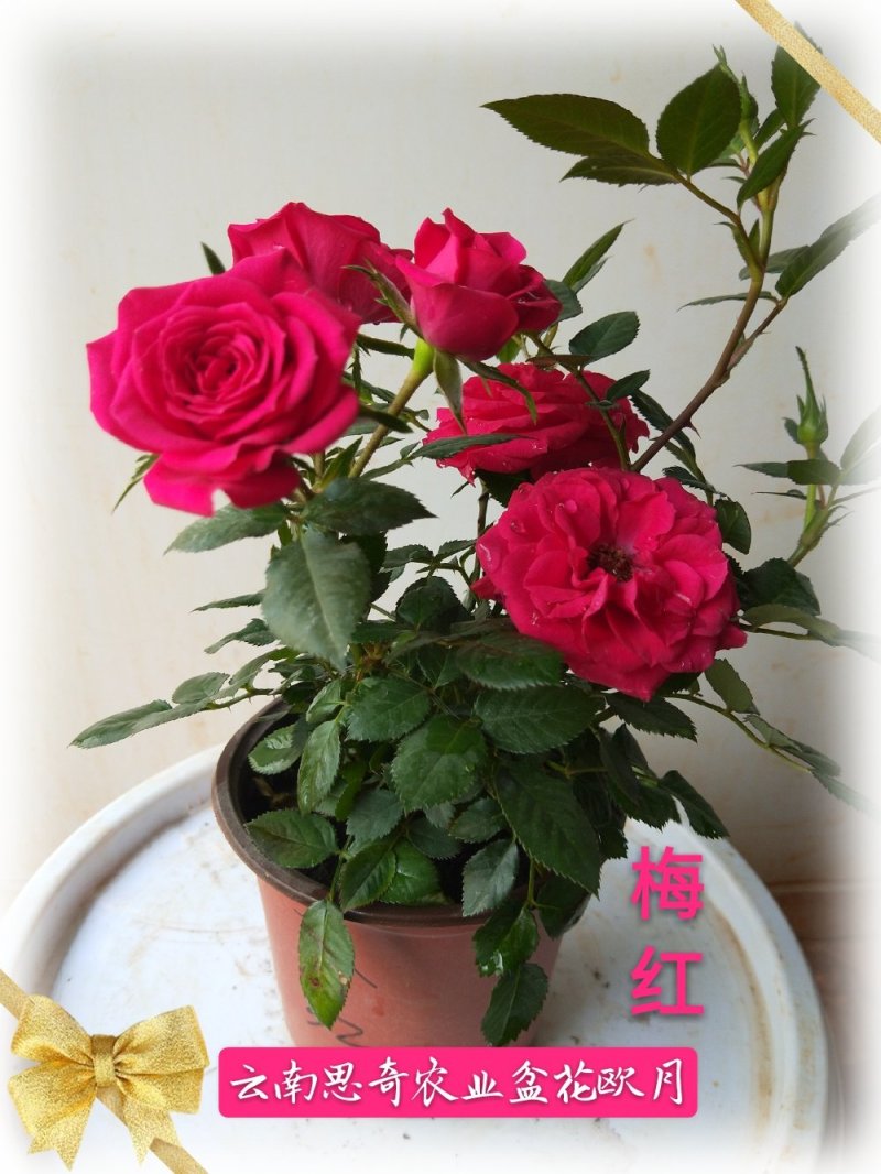 云南基地盆花月季钻石玫瑰欧月玫瑰丰花月季