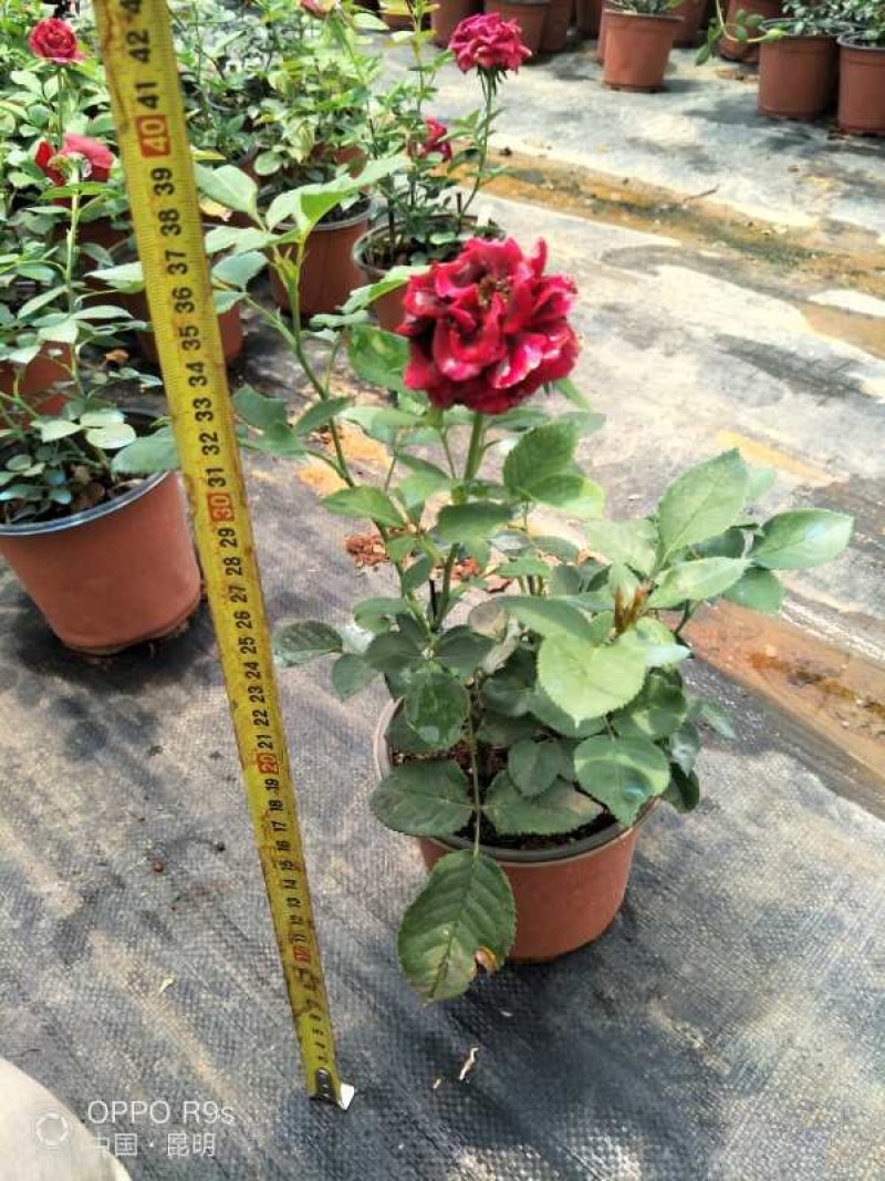 云南基地盆花月季钻石玫瑰欧月玫瑰丰花月季