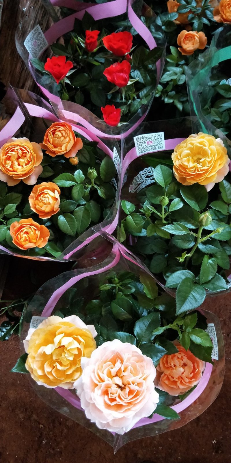 云南基地盆花月季钻石玫瑰欧月玫瑰丰花月季