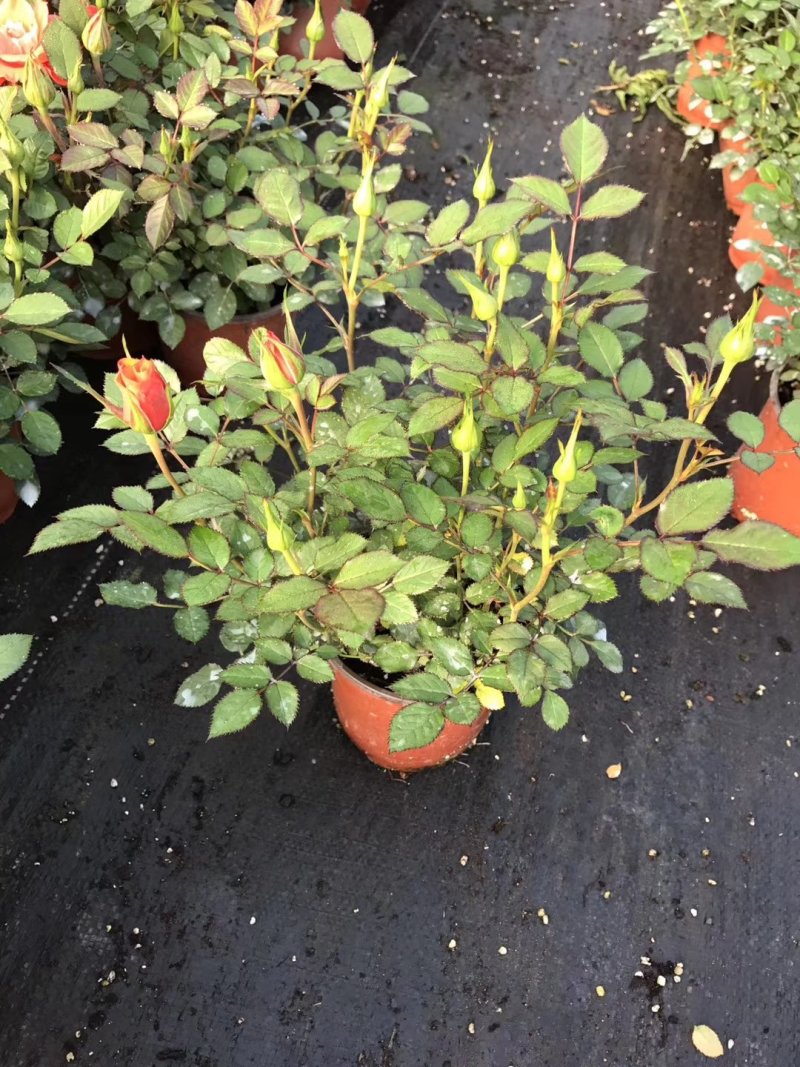 云南基地盆花月季钻石玫瑰欧月玫瑰丰花月季