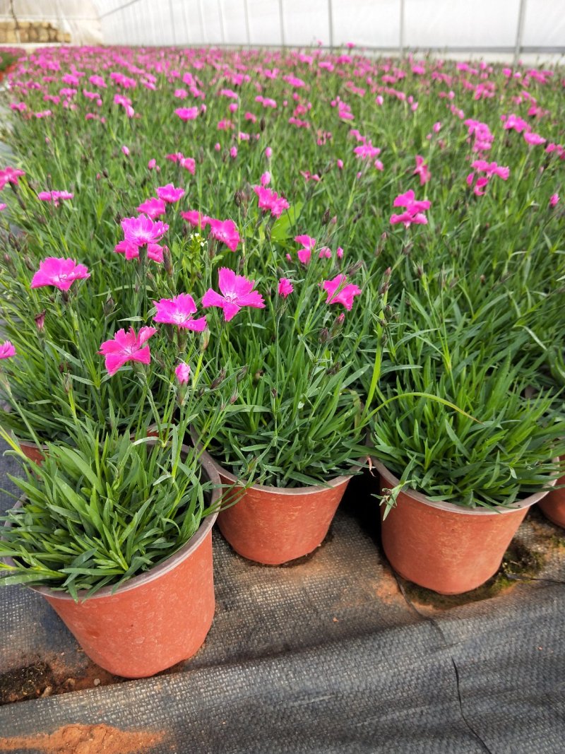 云南基地盆花月季钻石玫瑰欧月玫瑰丰花月季