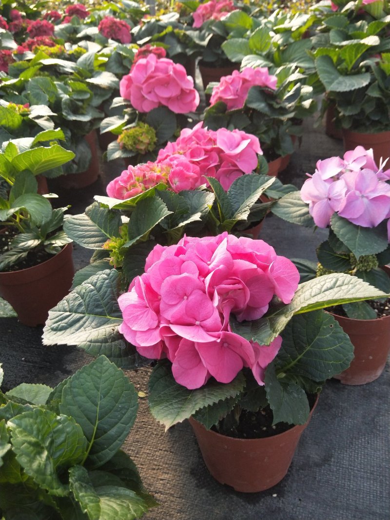 云南基地盆花月季钻石玫瑰欧月玫瑰丰花月季