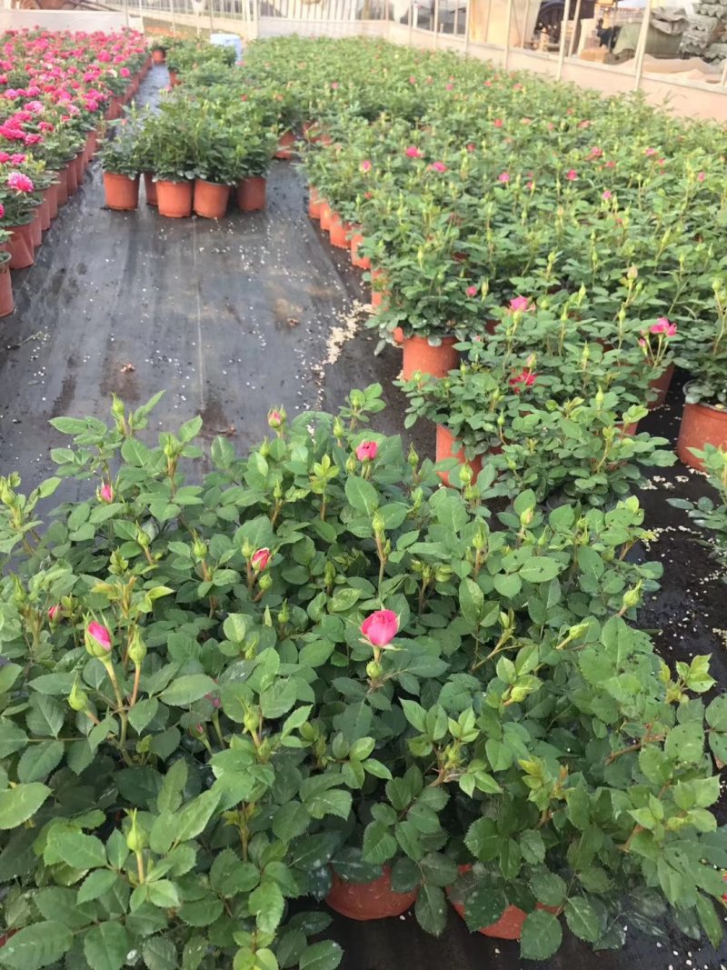 云南基地盆花月季钻石玫瑰欧月玫瑰丰花月季