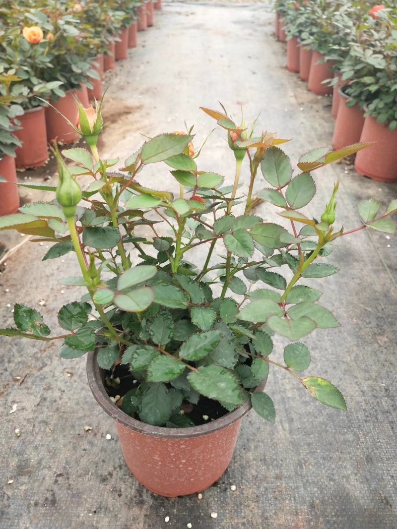 云南基地盆花月季钻石玫瑰欧月玫瑰丰花月季