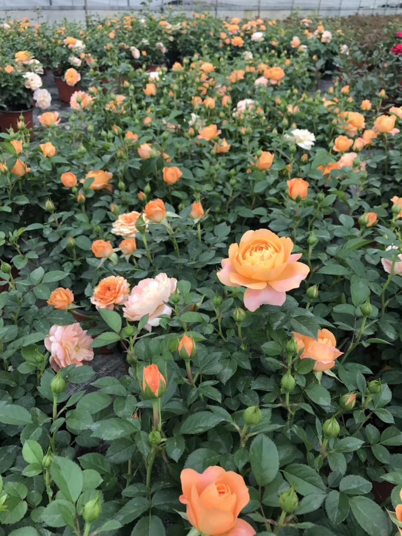云南基地盆花月季钻石玫瑰欧月玫瑰丰花月季
