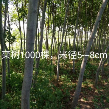 种植基地栾树苗，原生苗，规格6～14公分。