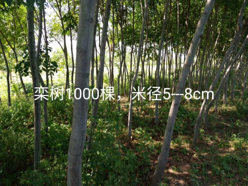 种植基地栾树苗，原生苗，规格6～14公分。