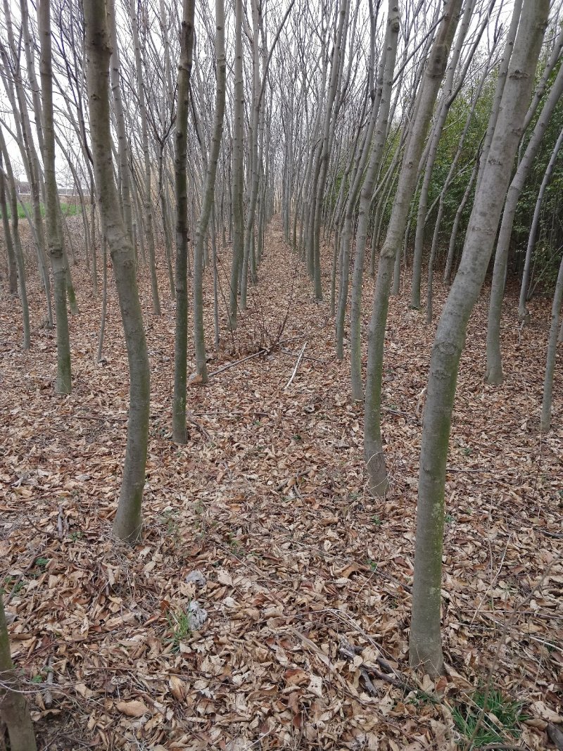 种植基地栾树苗，原生苗，规格6～14公分。