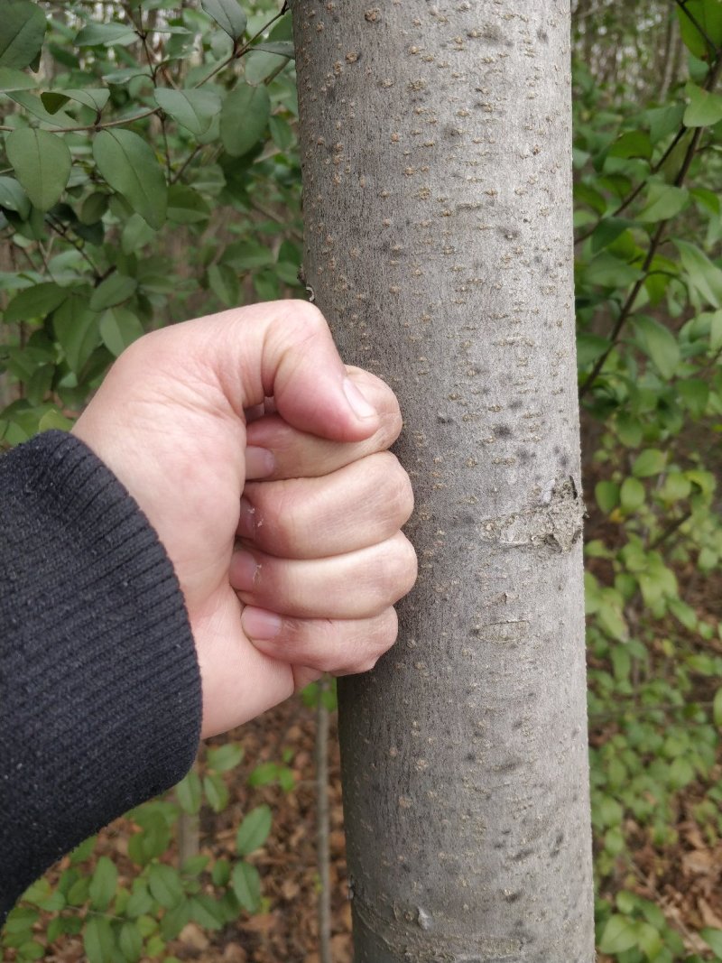 种植基地栾树苗，原生苗，规格6～14公分。