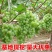 阳光玫瑰葡萄苗品种纯正基地直销当年结果