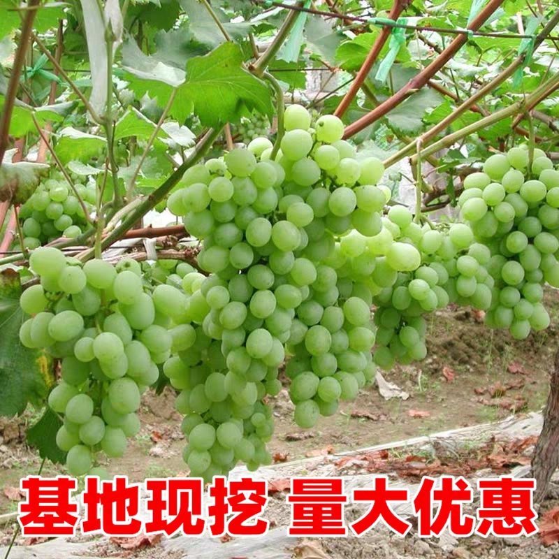 阳光玫瑰葡萄苗品种纯正基地直销当年结果