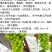 阳光玫瑰葡萄苗品种纯正基地直销当年结果
