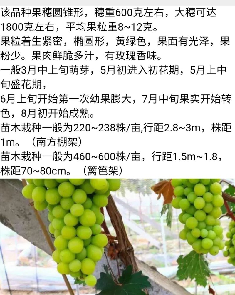 阳光玫瑰葡萄苗品种纯正基地直销当年结果