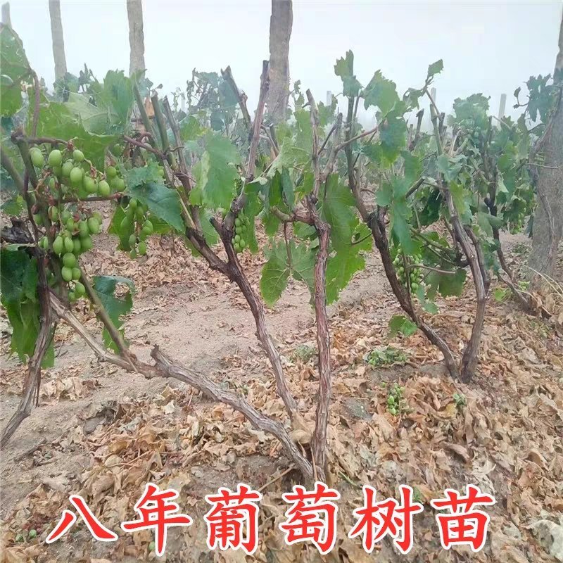 阳光玫瑰葡萄苗品种纯正基地直销当年结果