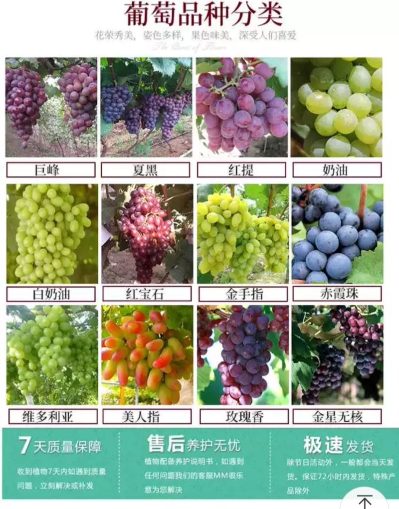 阳光玫瑰葡萄苗品种纯正基地直销当年结果