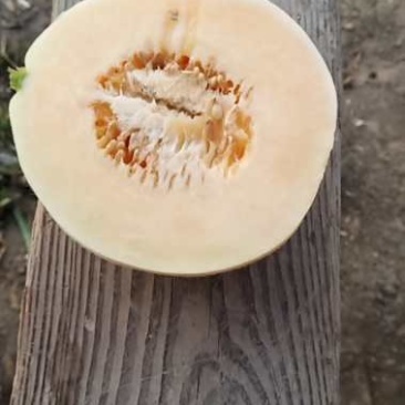 甜瓜