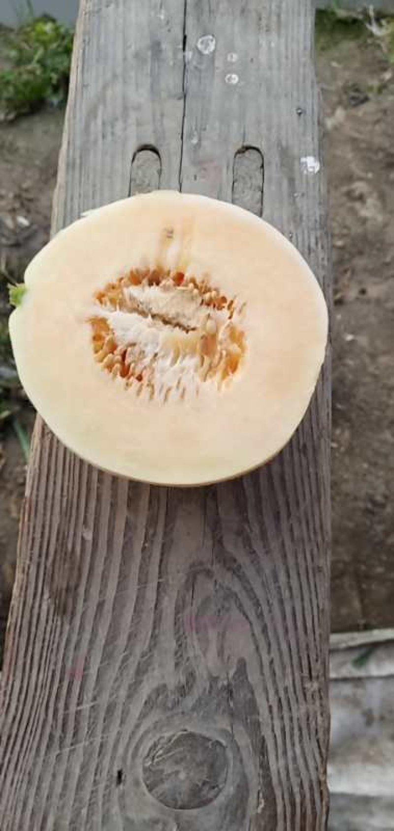 甜瓜